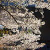 桜咲く春