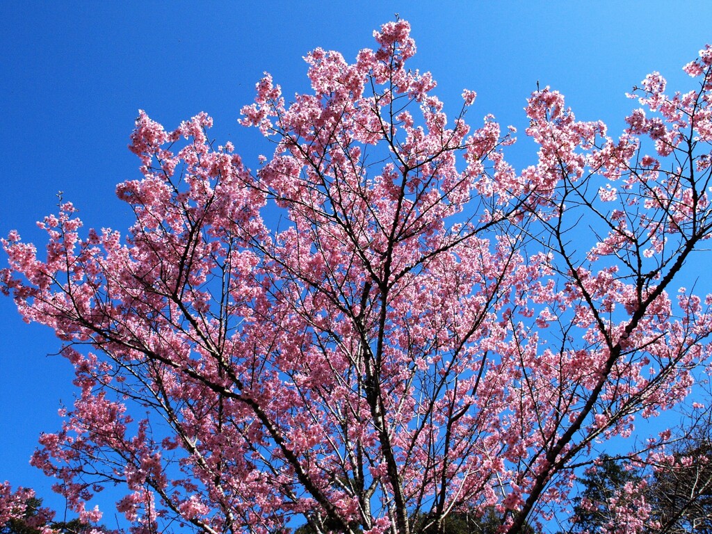 春謳歌