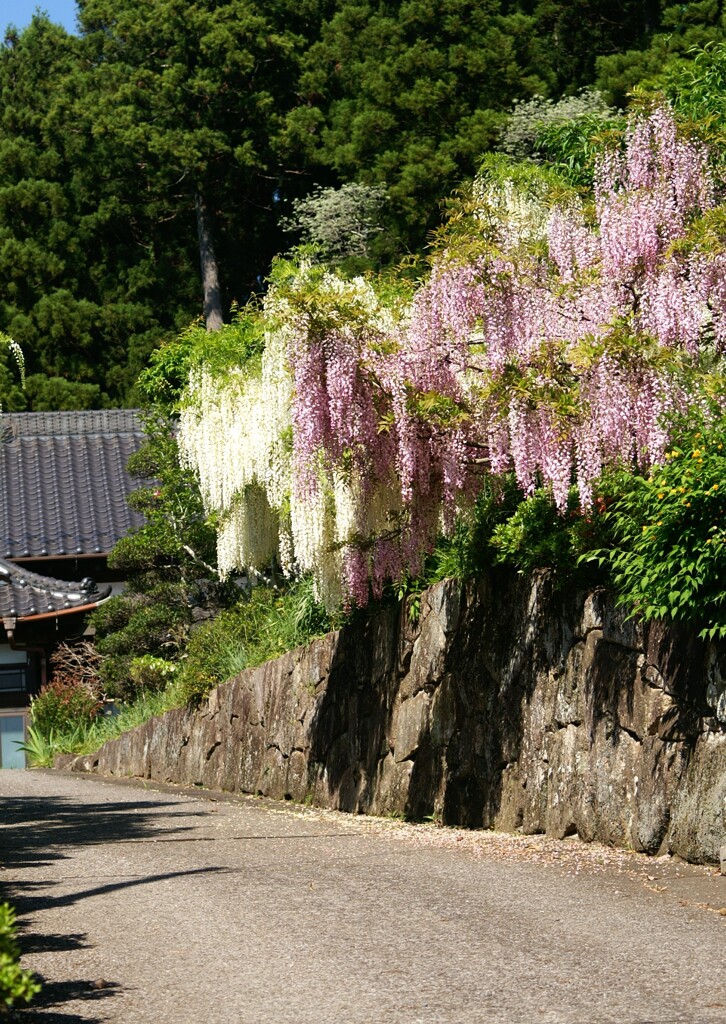 里山初夏の彩