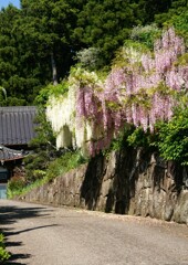 里山初夏の彩