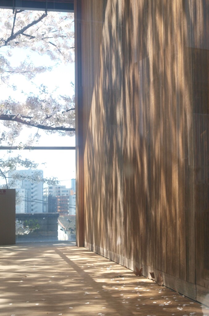桜咲く春