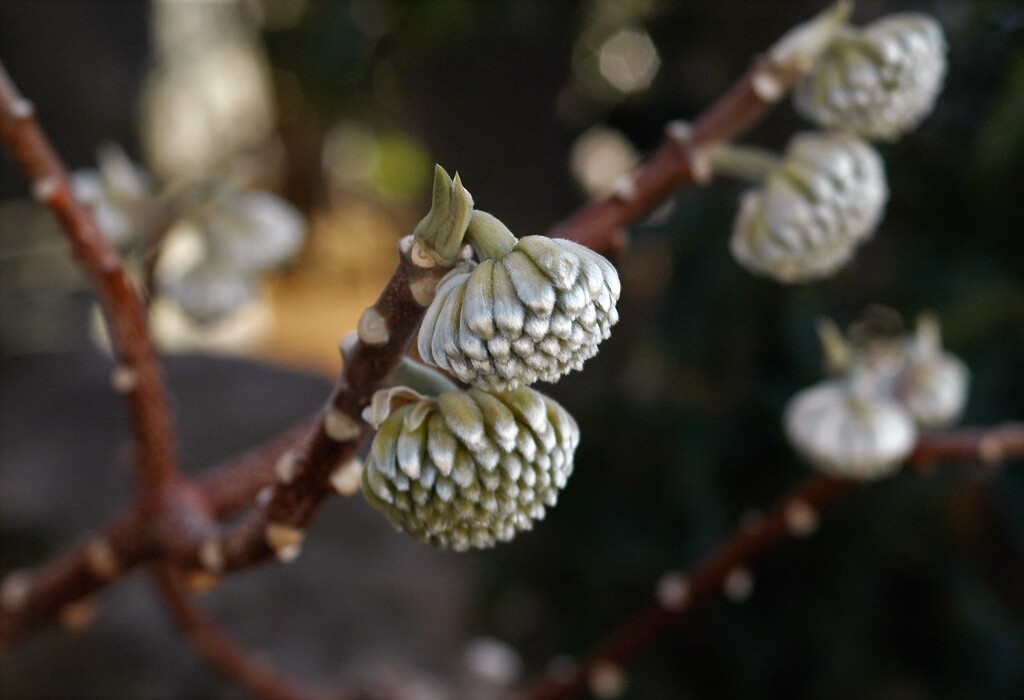 春を待つミツマタ
