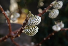 春を待つミツマタ