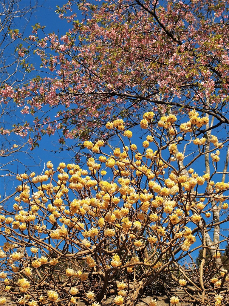 河津桜とご一緒に