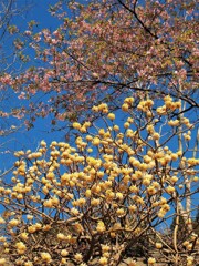河津桜とご一緒に