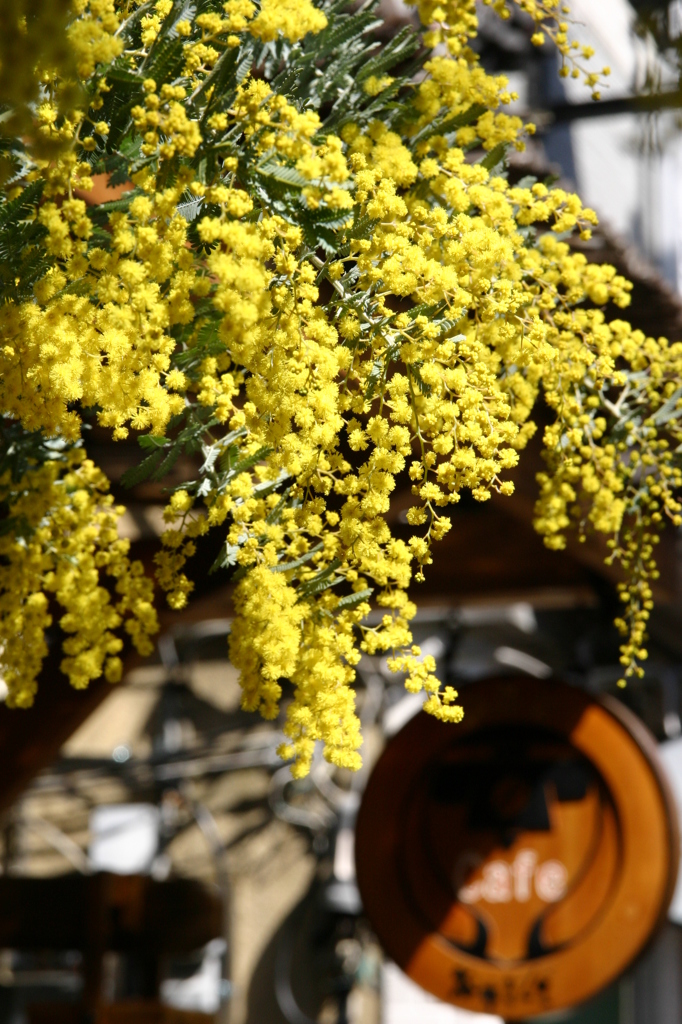 ミモザの咲く街