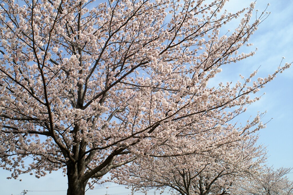 桜咲く日に