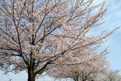 桜咲く日に