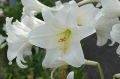 初夏の彩り