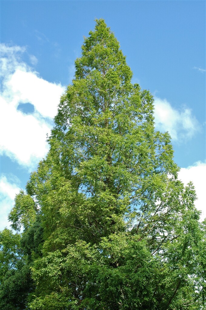 八月も後半戦へ