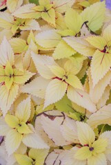 散歩で出会った草花