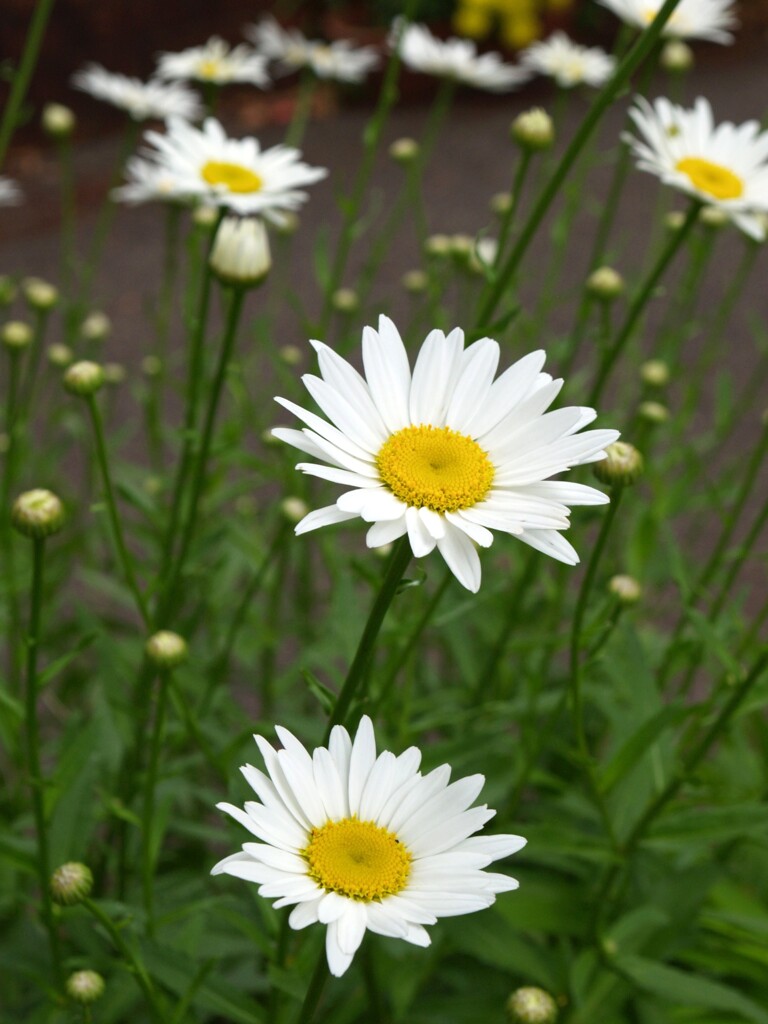 初夏の彩り