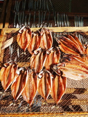 春の日向ぼっこⅡ