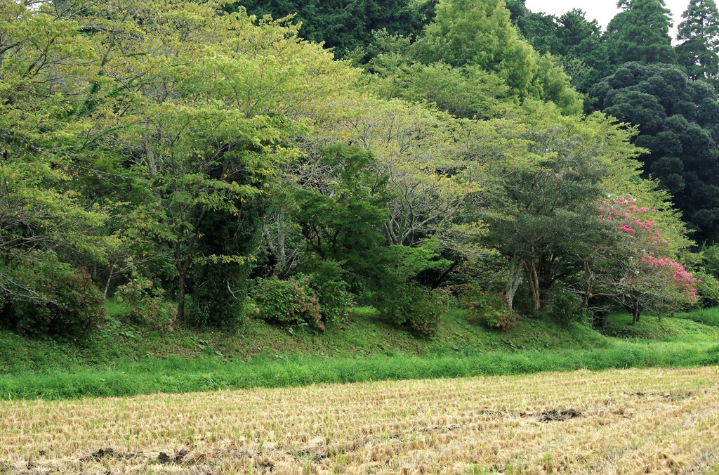 里山初秋