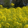 菜の花