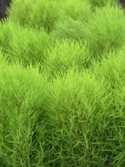 散歩で出会った草花
