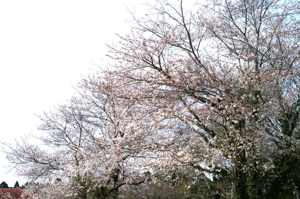 もういいかい まーだだよ