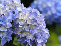 六月を彩る