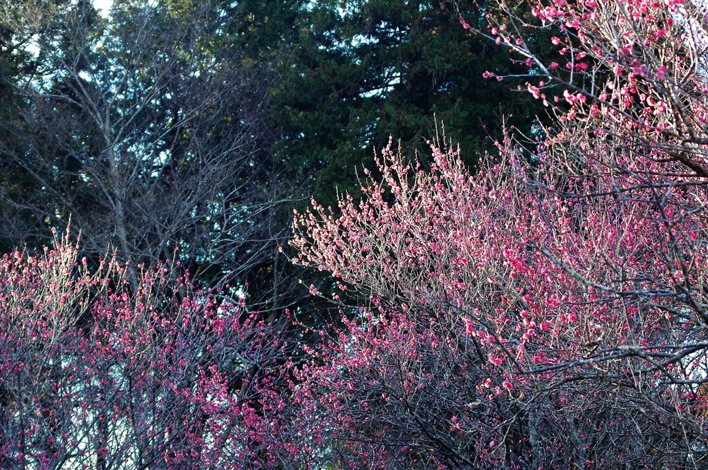 紅梅