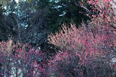 紅梅
