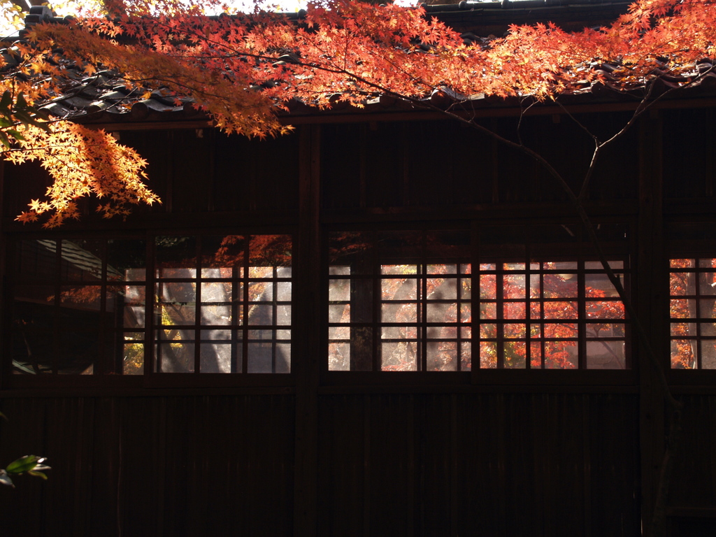 本土寺の秋Ⅳ
