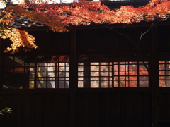 本土寺の秋Ⅳ
