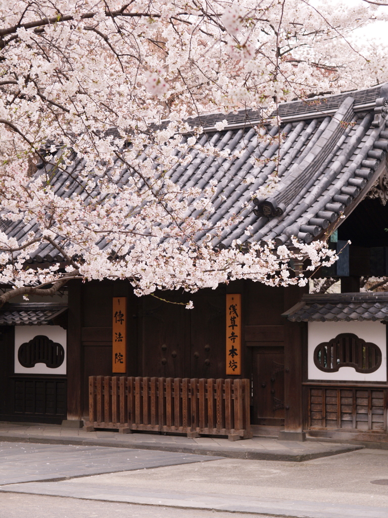 伝法院の春