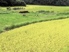 里山集落・色づく里