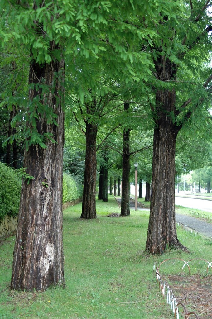 緑道