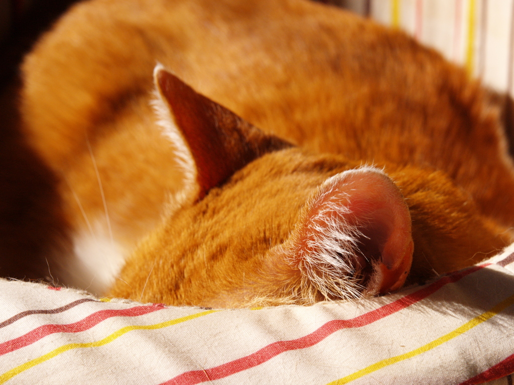 春眠