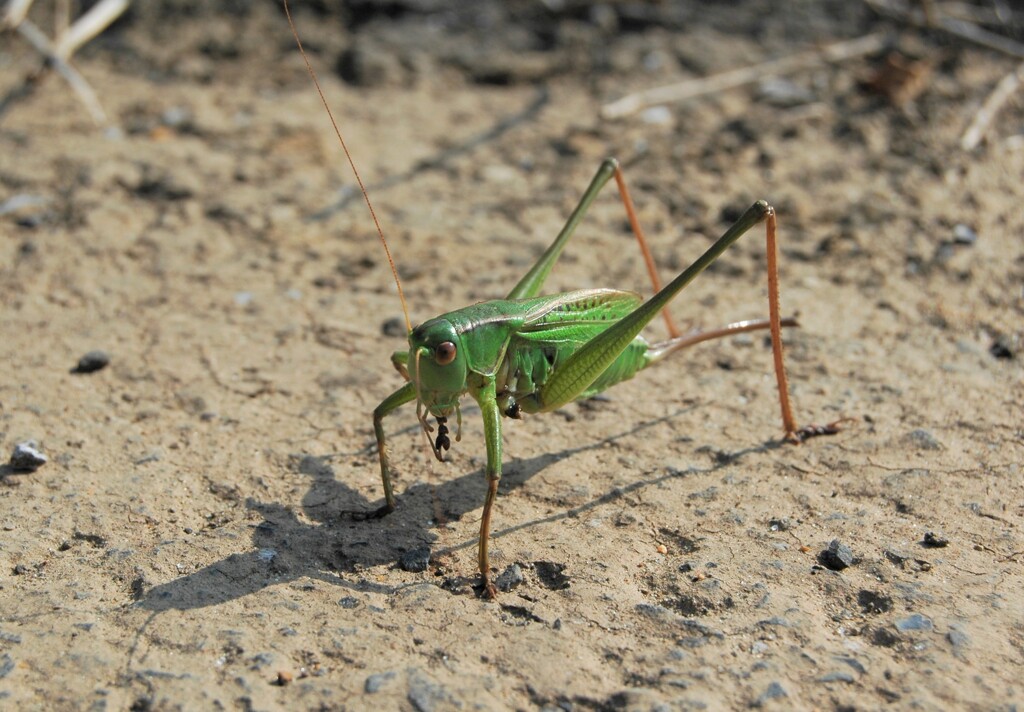アスリートの足