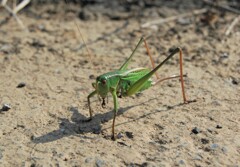アスリートの足
