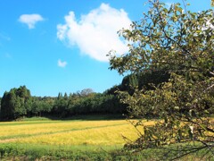稲穂と白い雲