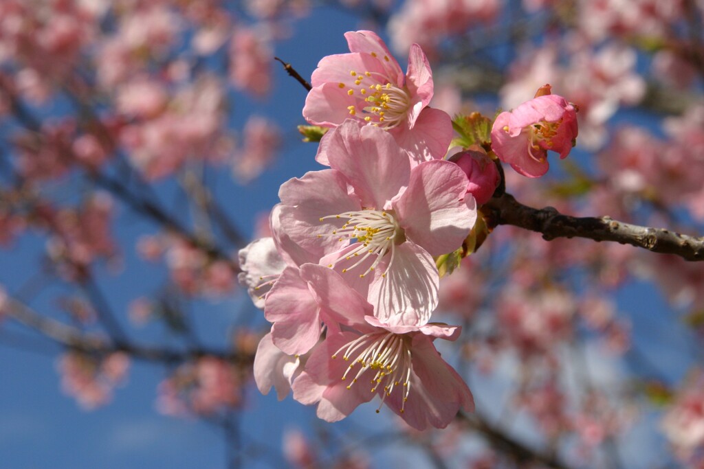 白子の桜