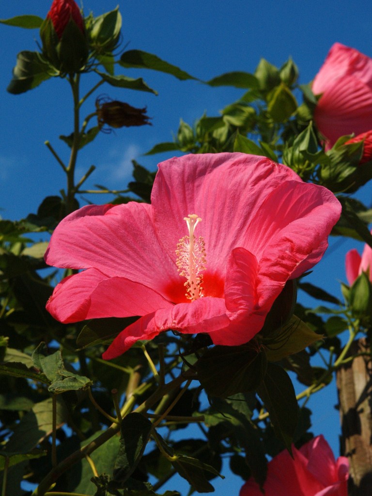 tropical color