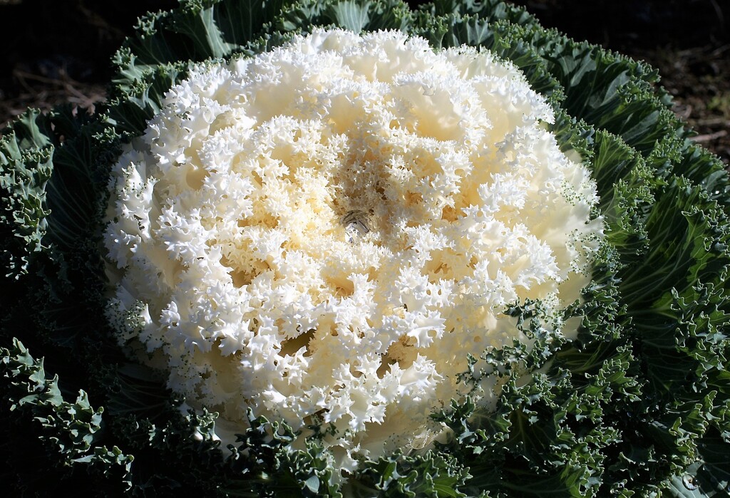 散歩で出会った草花