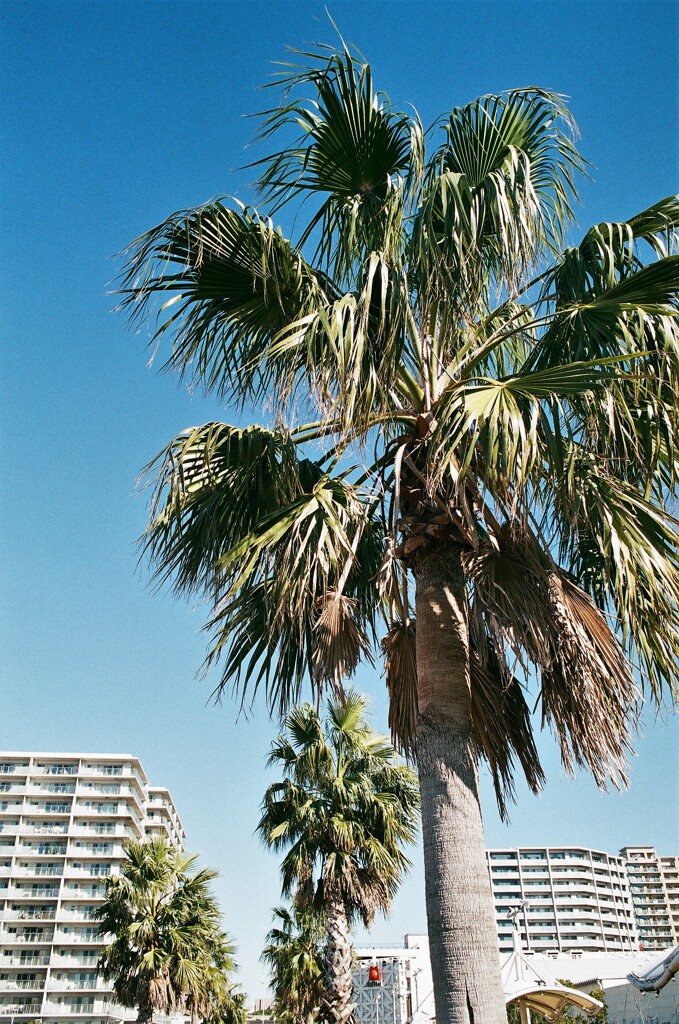 ケーズハーバー(フィルム)