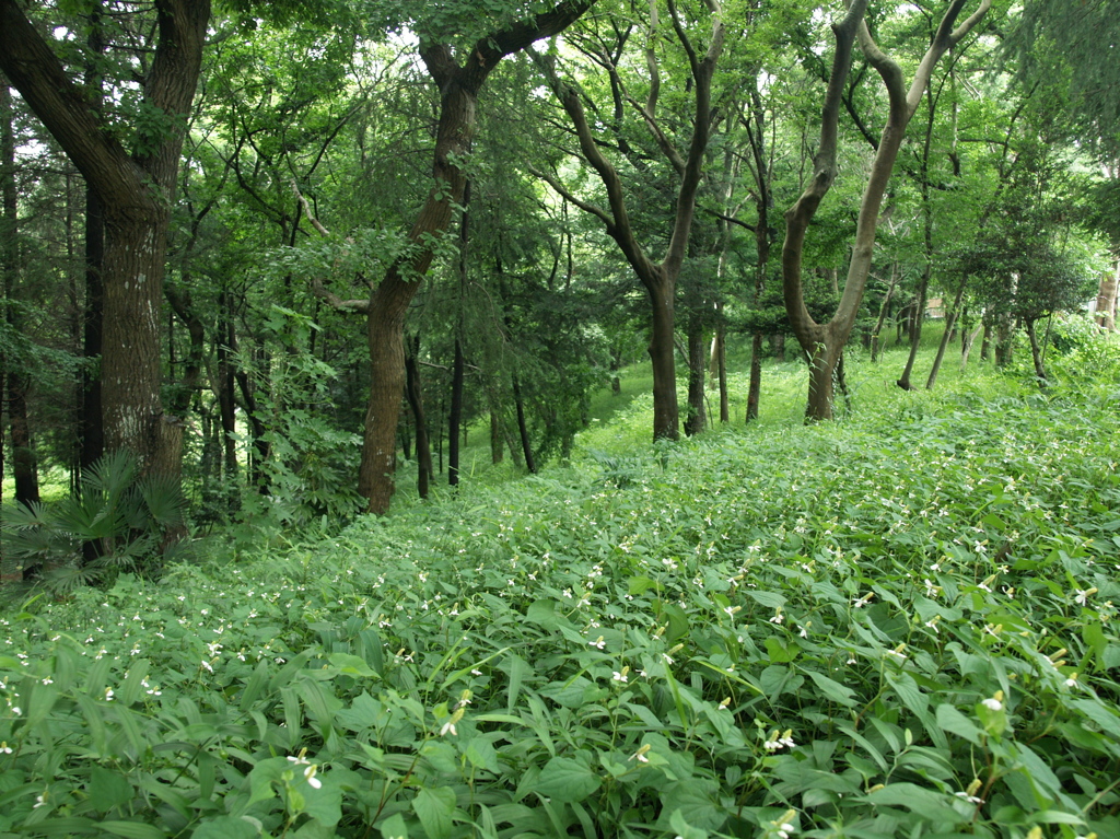 梅雨の森
