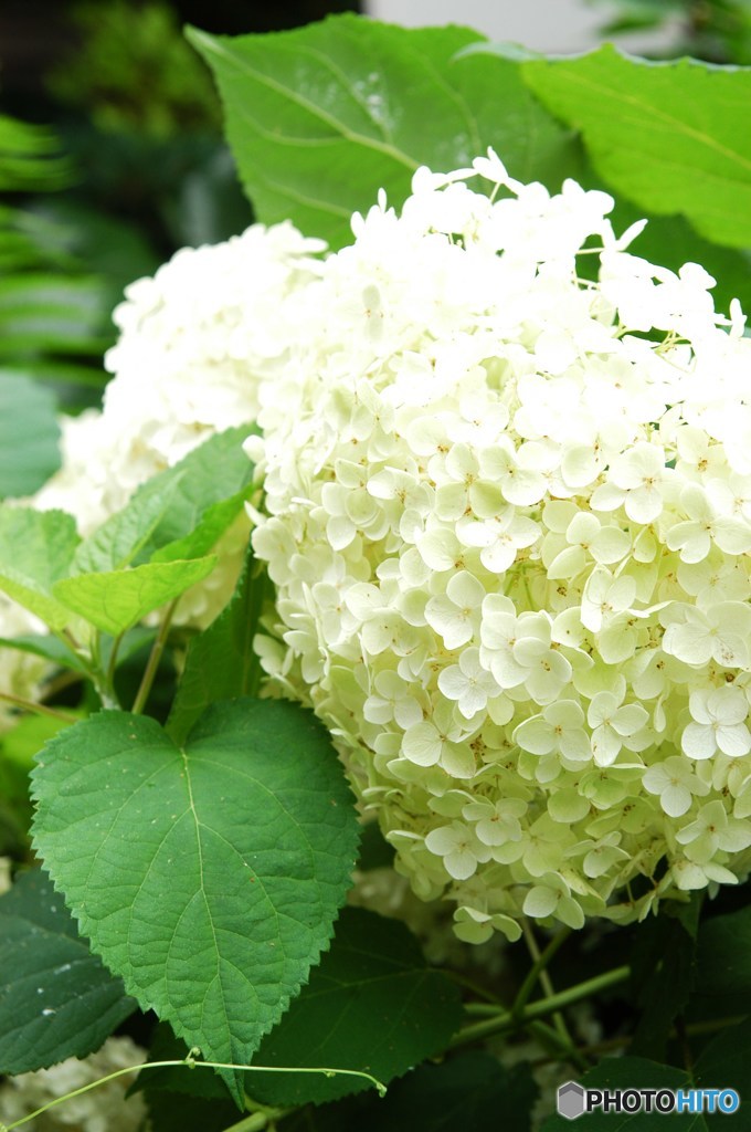 白紫陽花