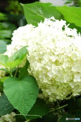 白紫陽花