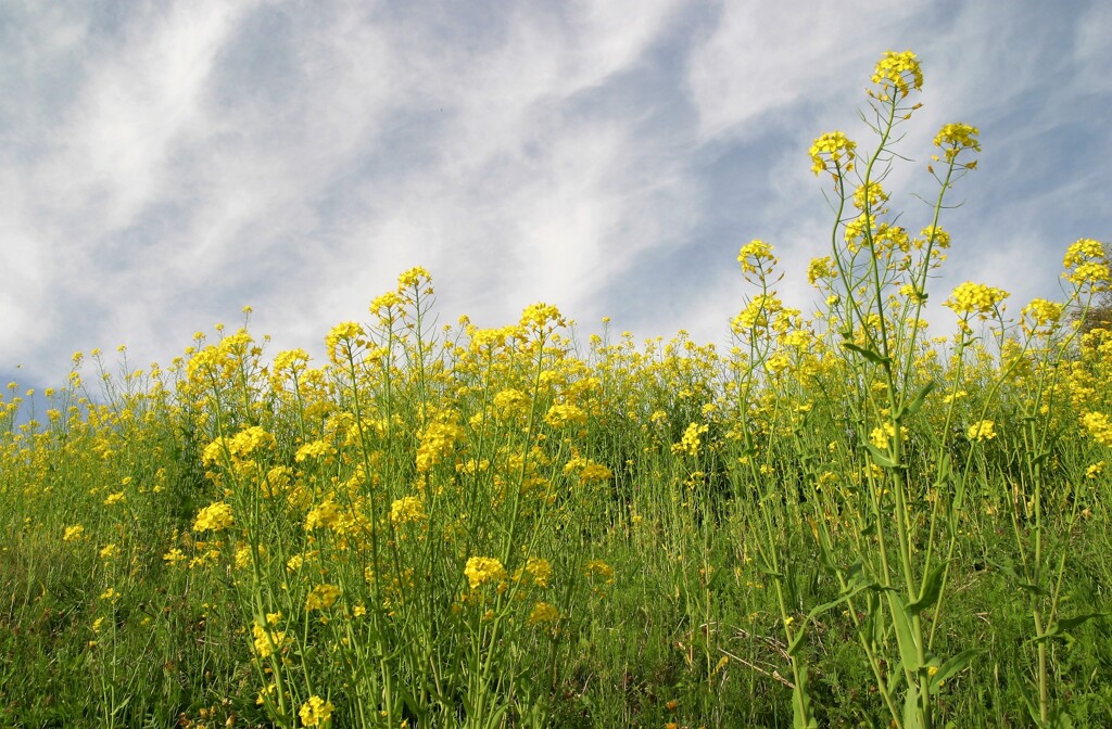 菜の花と曇り空