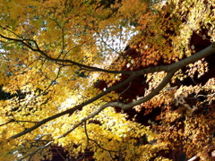 本土寺の秋Ⅰ