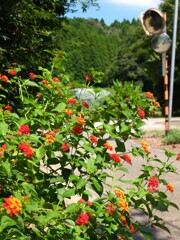 夏の花景色