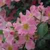 初夏の彩り
