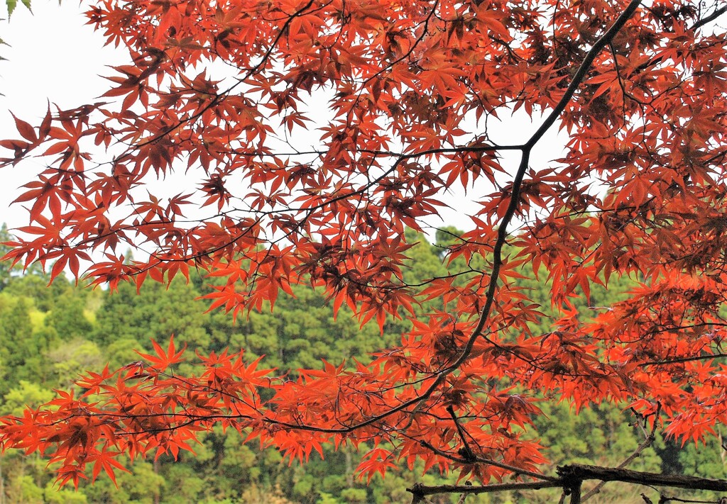 春紅葉