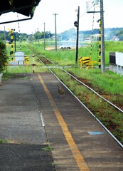 思わぬ珍客