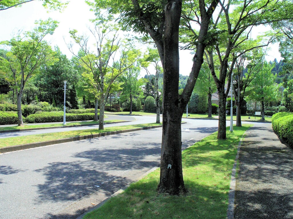散歩道