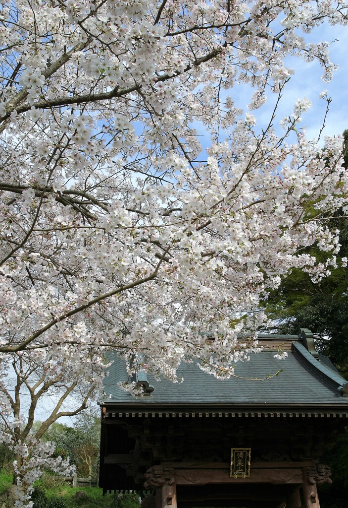 里山の桜