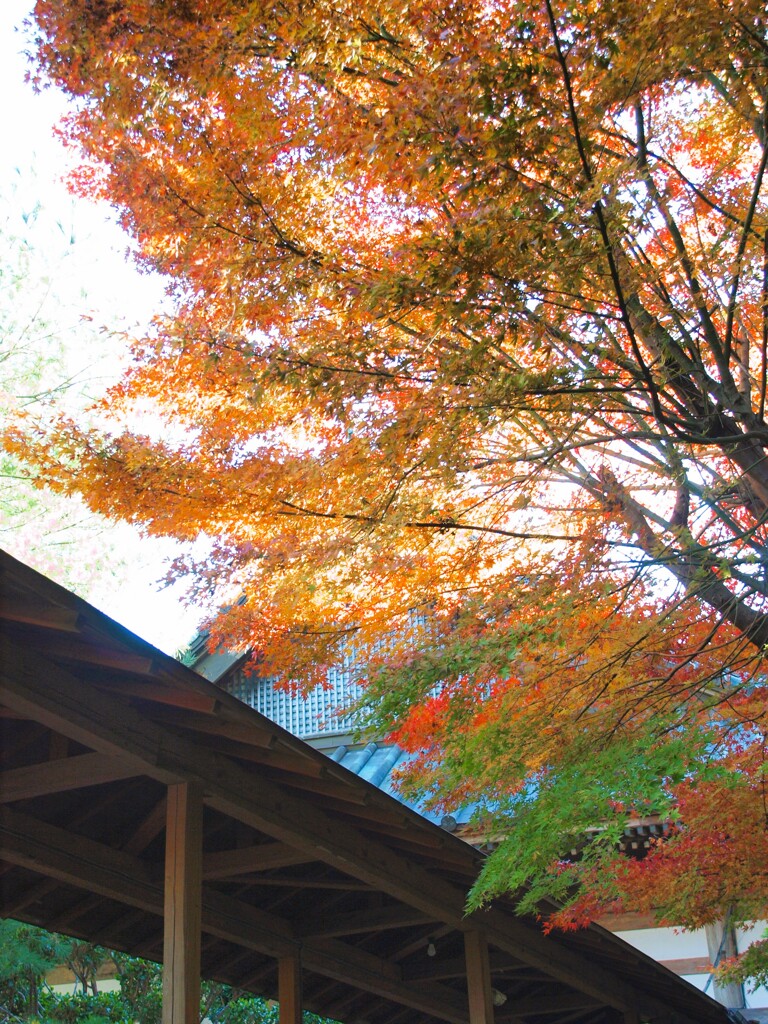 晩秋・最後の輝きの時