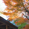 晩秋・最後の輝きの時